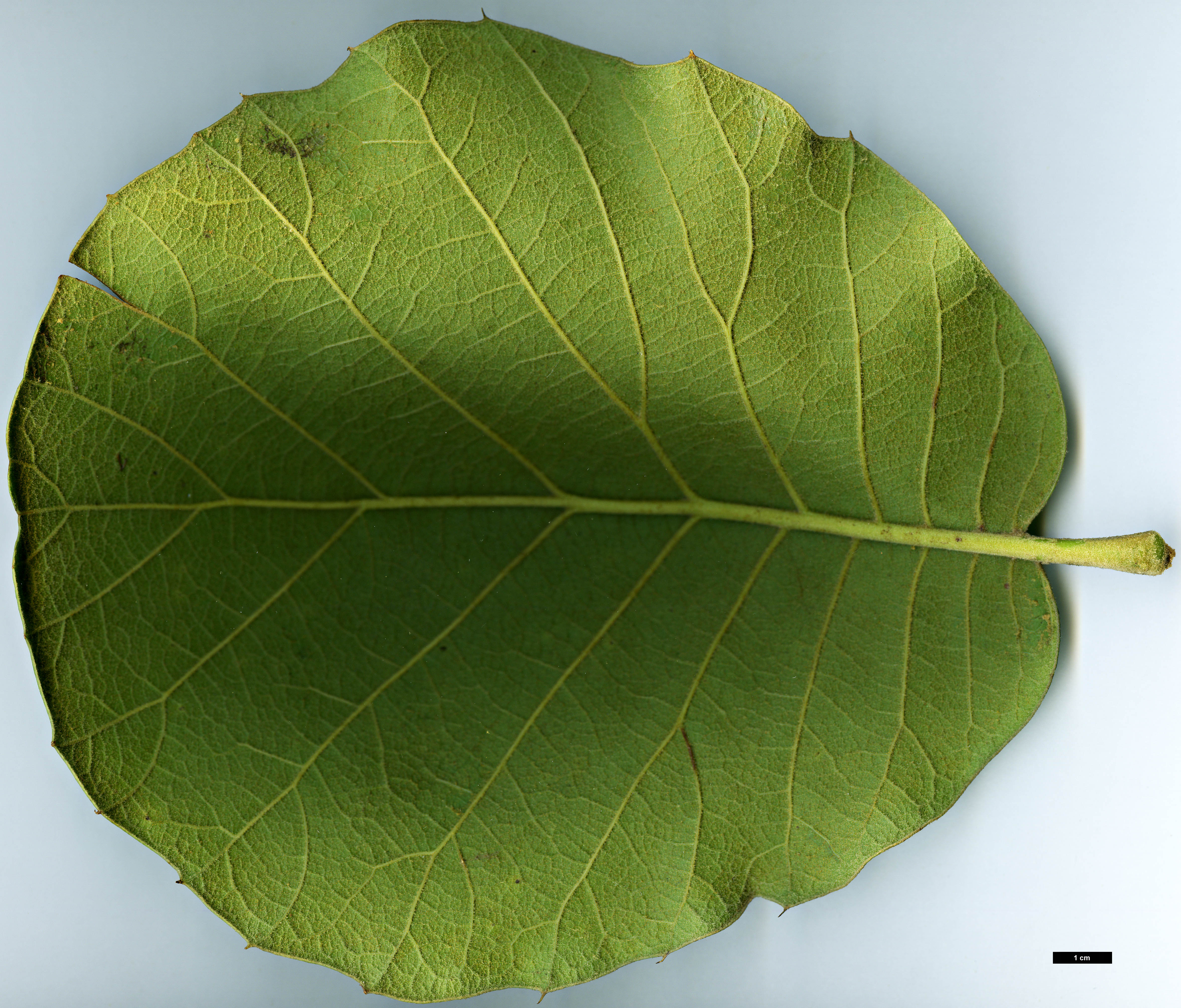 High resolution image: Family: Fagaceae - Genus: Quercus - Taxon: tarahumara